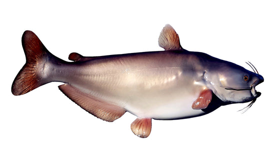 52-INCH BLUE CATFISH