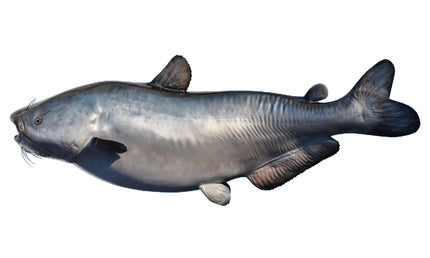 57-INCH BLUE CATFISH