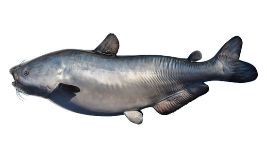 57-INCH BLUE CATFISH