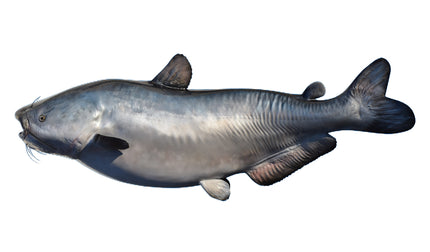 57-INCH BLUE CATFISH