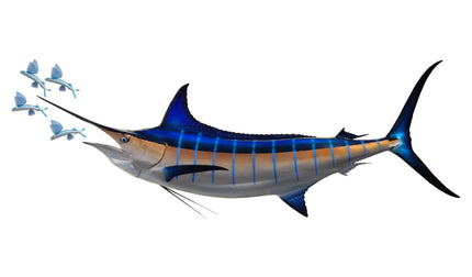 105-INCH BLUE MARLIN
