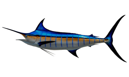 112-INCH BLUE MARLIN