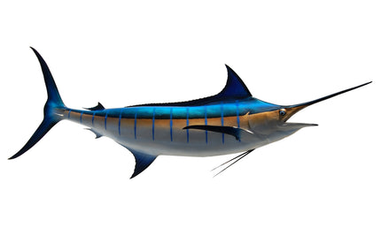 116-INCH BLUE MARLIN