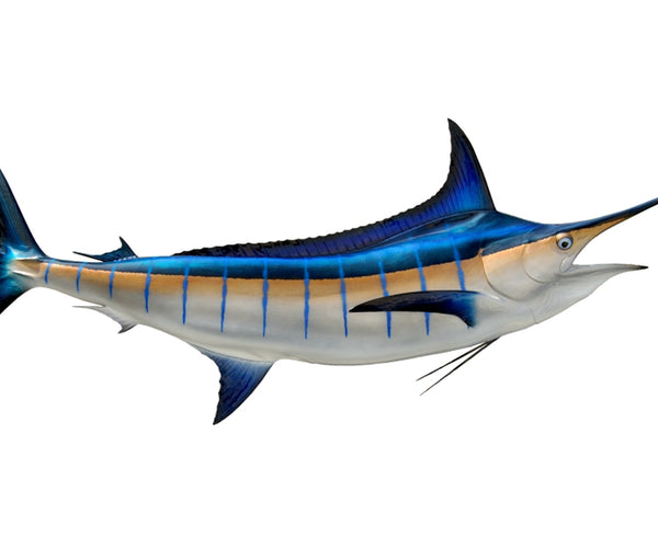 124-Inch Blue Marlin Fish Mount