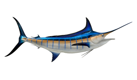 124-INCH BLUE MARLIN