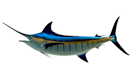 130-INCH BLUE MARLIN