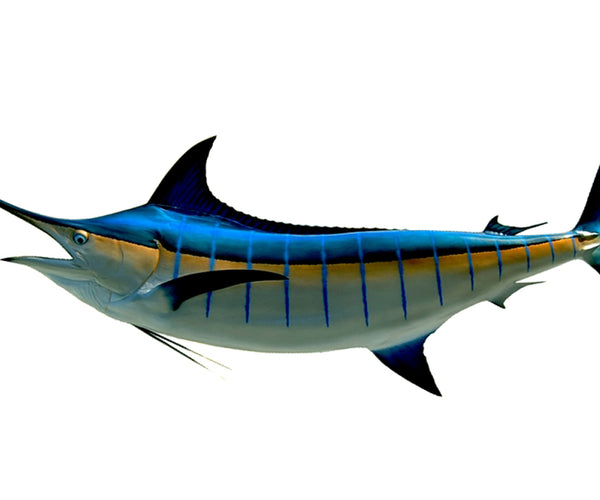 130-Inch Blue Marlin Fish Mount