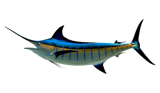 130-INCH BLUE MARLIN