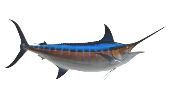 138-INCH BLUE MARLIN