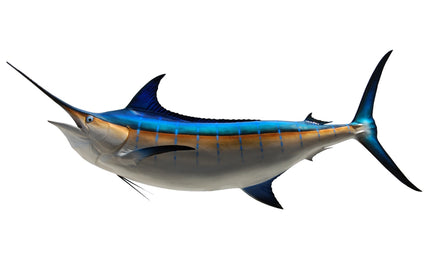 144-INCH BLUE MARLIN (L)