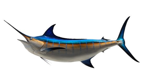 144-INCH BLUE MARLIN (L)