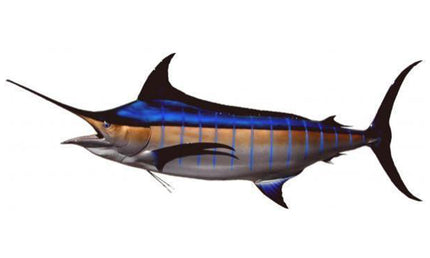 153-INCH BLUE MARLIN