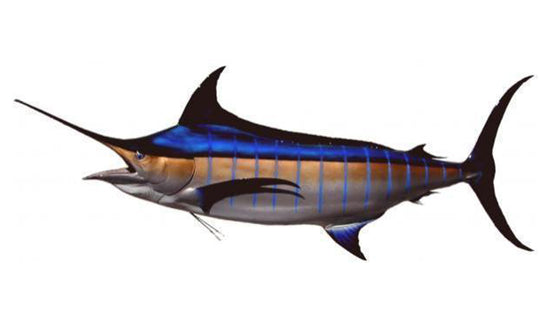 153-INCH BLUE MARLIN