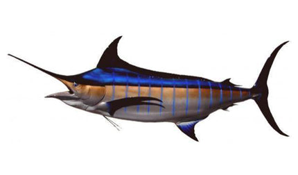 153-INCH BLUE MARLIN