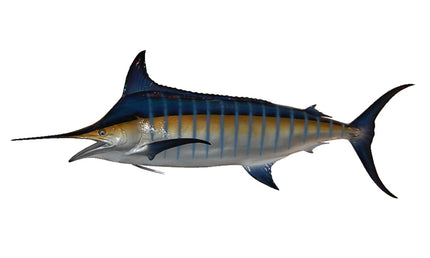 176-INCH BLUE MARLIN