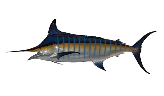 176-INCH BLUE MARLIN