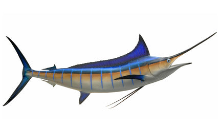 80-INCH BLUE MARLIN