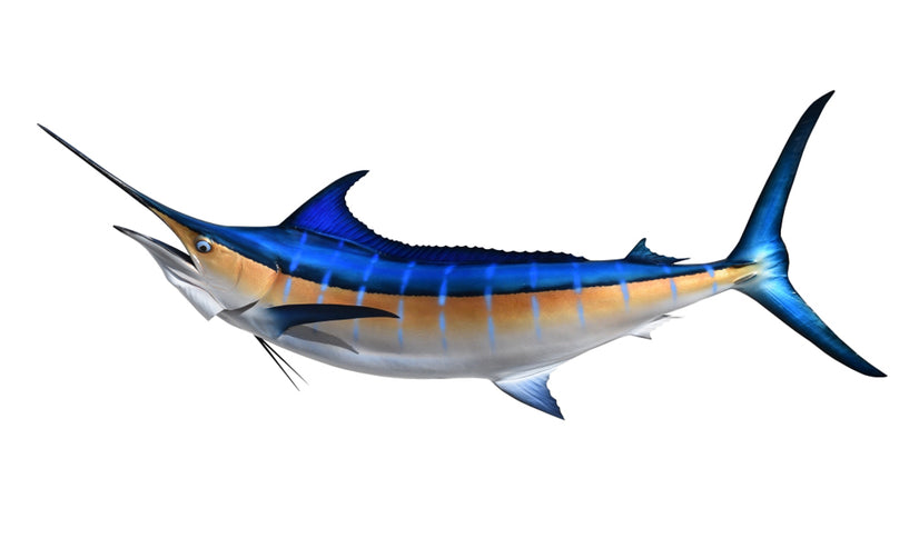 Replica 96-Inch Blue Marlin Fish Mount | King Sailfish Mounts