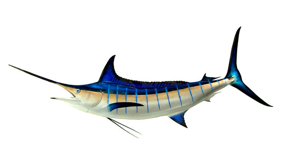 97-INCH BLUE MARLIN