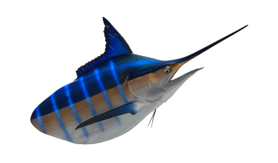 1,000-POUND MARLIN HEAD MOUNT (BLUE MARLIN)