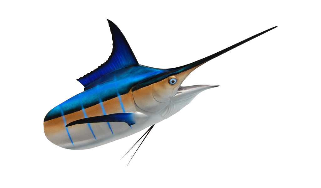Replica 250-Pound Marlin Head Mount (Blue Marlin) Fish Mount | King Sailfish Mounts