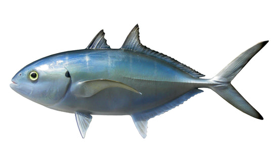 11-INCH BLUE RUNNER BAITFISH MOUNT (L)