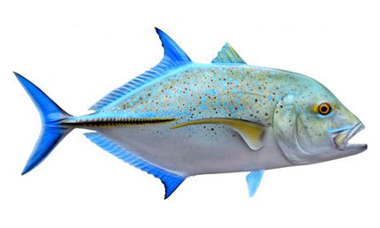 26-INCH BLUEFIN TREVALLY