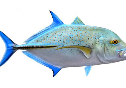 Collection image for: TREVALLY, BLUEFIN