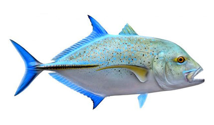 26-INCH BLUEFIN TREVALLY