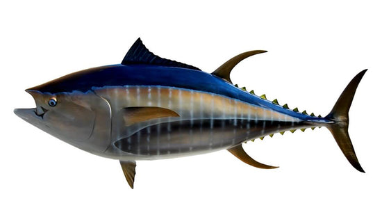 100-INCH BLUEFIN TUNA
