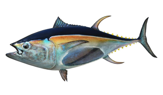 106-INCH BLUEFIN TUNA