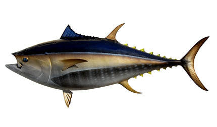 111-INCH BLUEFIN TUNA