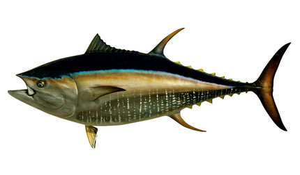 112-INCH BLUEFIN TUNA