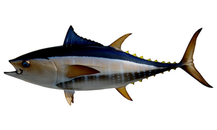 44-INCH BLUEFIN TUNA