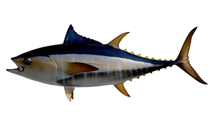 44-INCH BLUEFIN TUNA