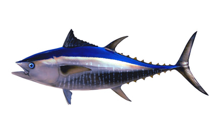 48-INCH BLUEFIN TUNA