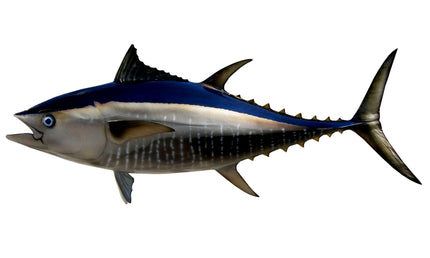 55-INCH BLUEFIN TUNA