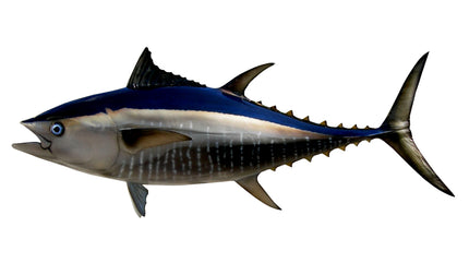 55-INCH BLUEFIN TUNA