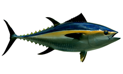 66-INCH BLUEFIN TUNA