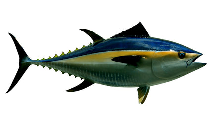 66-INCH BLUEFIN TUNA