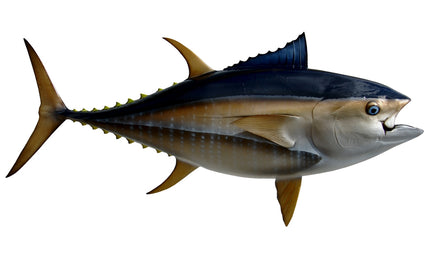 74-INCH BLUEFIN TUNA