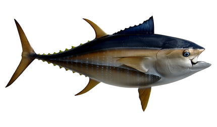 74-INCH BLUEFIN TUNA