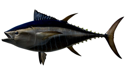 84-INCH BLUEFIN TUNA