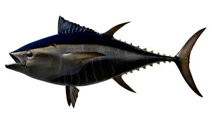 84-INCH BLUEFIN TUNA