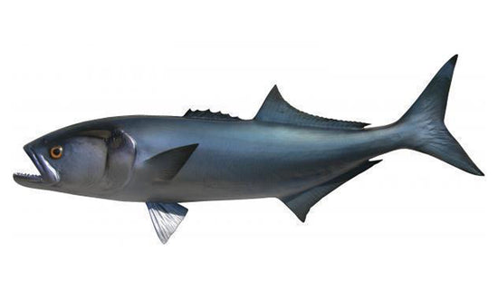 31-INCH BLUEFISH