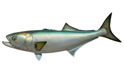 36-INCH BLUEFISH