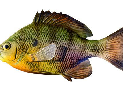Collection image for: BLUEGILL, BAITFISH