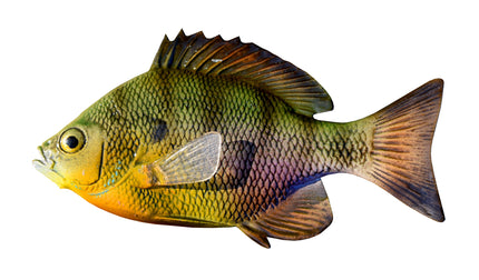 4-INCH BLUEGILL BAITFISH MOUNT (L)