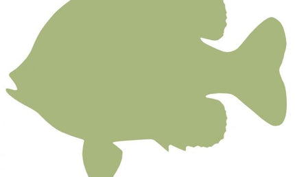 10-INCH BLUEGILL BLANK, ECONOMICAL