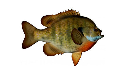 10-INCH BLUEGILL (R)